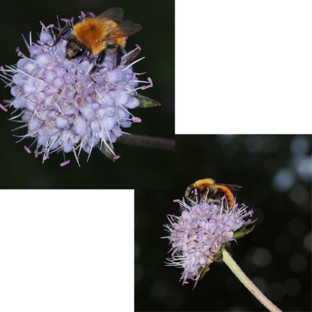 Bombus pascuorum?